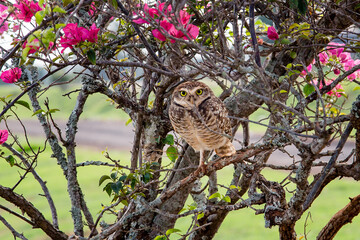 Obraz premium Bird on a tree