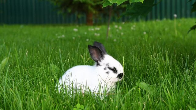 cute gray animal funny bunny on a background of green grass and clovers in the afternoon in summerr. High quality photo
