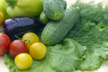Fresh cucumbers, lettuce, dill and cherry tomatoes and bell peppers. Salad ingredients. Selective focus.