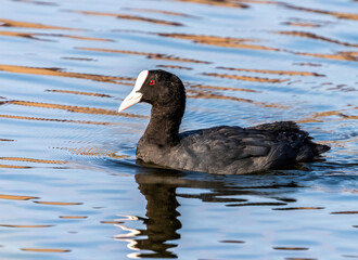 Eurasian coot swims on the lake