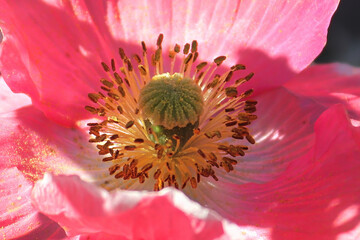 Macro of a pink poppy center in a shadow