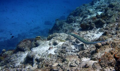 Underwater photo of a large Trumpetfish of a swimming on the bottom of the ocean in the reef, side view