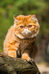 Red Persian cat is sitting on the beach of Baltic sea