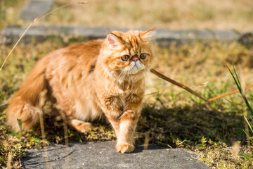 Naklejka na ściany i meble Red Persian cat Portrait with a leash walking in the yard.