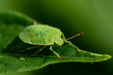 Macro shot of a green shield bug (Palomena prasina) sitting on a leaf with water drops.