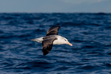 Black-browed Mollymawk Albatross in Australasian Waters