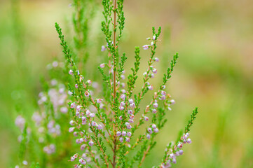Blurred, abstract, natural background with delicate heather colors. Filmed with a low depth of field