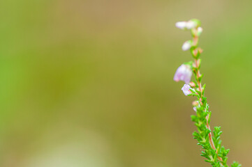 Blurred, abstract, natural background with delicate heather colors. Filmed with a low depth of field