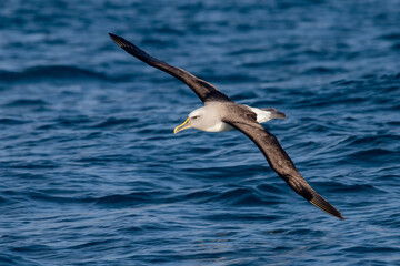 Buller's Mollymawk Albatross in Australasian Waters