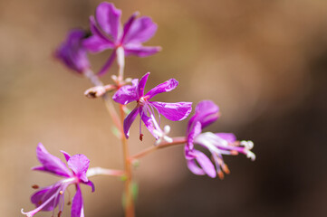 Chamerion angustifolium. Pink flower of willow blossoming in a daytime. Fireweed flower - selective focus. Blurred background