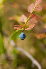 Wild bilberry in the spruce forest. Ripe berry on the bush