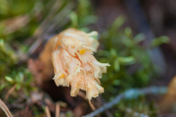 Hypopitys monotropa, selective focus, Dutchman's Pipe, Yellow Bird's-nest or Pinesap, myco-heterotroph