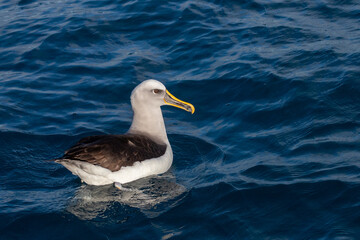 Buller's Mollymawk Albatross in Australasian Waters