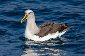 Fototapeta na wymiar Buller's Mollymawk Albatross in Australasian Waters