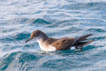 Fluttering Shearwater in Australasian Waters