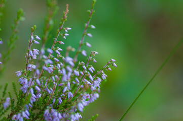 Blurred, abstract, natural background with delicate heather colors. Filmed with a low depth of field