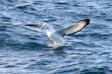 Northern Royal Albatross in Australasian Waters