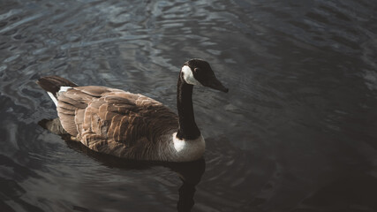 Goose close-up on a lake