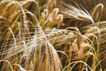 wheat spikelet in nature