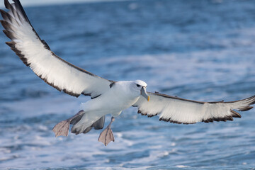 White-capped Mollymawk Albatross in Australasian Waters