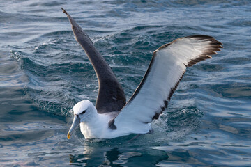 White-capped Mollymawk Albatross in Australasian Waters