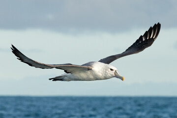 White-capped Mollymawk Albatross in Australasian Waters