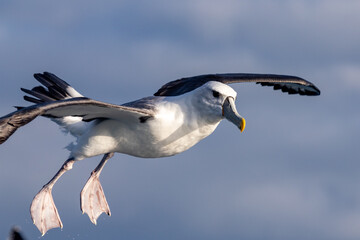 Fototapeta na wymiar White-capped Mollymawk Albatross in Australasian Waters