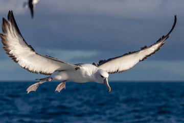White-capped Mollymawk Albatross in Australasian Waters