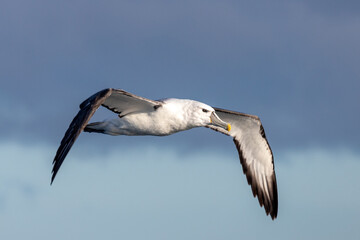 Fototapeta na wymiar White-capped Mollymawk Albatross in Australasian Waters