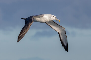 White-capped Mollymawk Albatross in Australasian Waters
