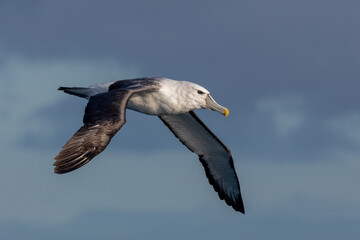 White-capped Mollymawk Albatross in Australasian Waters