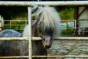 ponies in nature reserve park