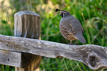 California quail