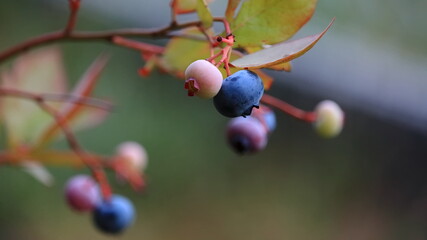 owoce borówki amerykańskiej, blueberry fruit © jarizPJ