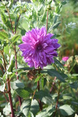 Dahlia flower. Asteraceae perennial bulbous plant.

