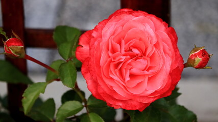 róża i pąki, rose © jarizPJ
