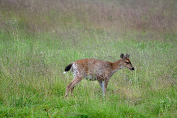 Young Sitka Black Tailed Deer, Alaska