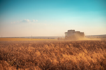 Fototapeta premium Combine harvester agriculture machine harvesting golden ripe wheat field