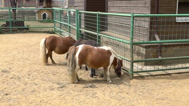 graze and eat little ponies animal pony breed, run people field, meadow course. Sport feed kid, active