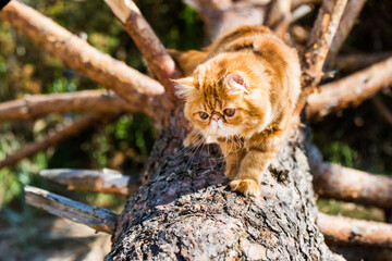 Red Persian cat climbing and sitting on the tree