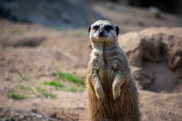 A Meerkat standing on guard.