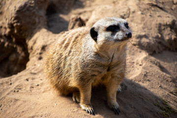 Fototapeta premium A Meerkat sitting in dirt.