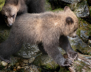 Brown Bear Cubs, Anan Creek, Alaska