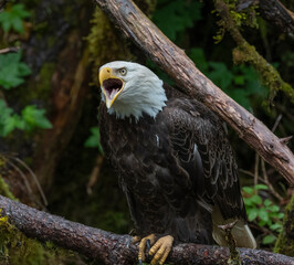 Bald Eagle, Anan Creek, Alaska