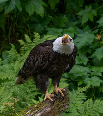 Bald Eagle Grooming, Anan Creek, Alaska