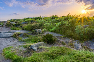 Fototapete bei efototapeten.de bestellen   