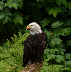 Bald Eagle with Feather in Beak After Grooming