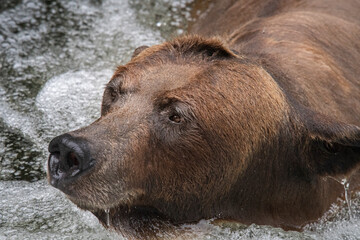 Fishing Brown Bear, Anan Creek, Alaska