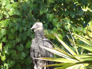 black vulture sitting on a tree branch 