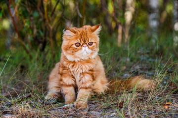 Red Persian cat is walking in forest grass